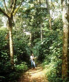 Kakamega Forest National Reserve Western Kenya