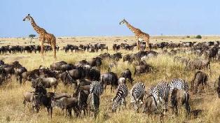 Masai Mara National Reserve perfect