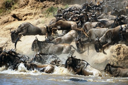 the wildebest one of the vast of Safaris Package start from a day tour up to days