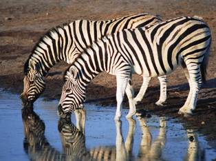 Reticulated Giraffe and Grevy Zebra of   Samburu national park in Kenya