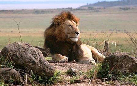 kenya climate the best for wildlife viewing throughout the year