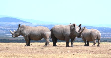 the Rhinos of Meru national Park  in Kenya