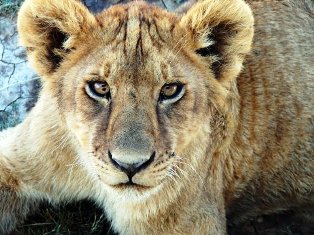 the lion in Mikumi National Park