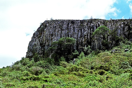 The vegetation of Mount Elgon  national park