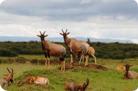 Mwea National Reserve in Kenya