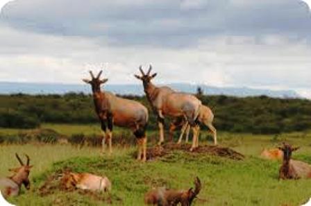 Mwea National Reserve