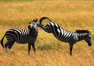 Ruaha National Park