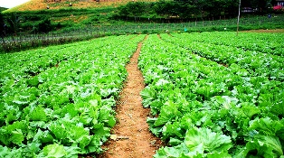 Rwanda Agricultural Sector Business Opportunities