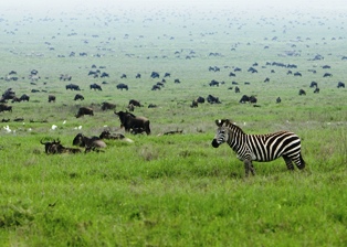 wildebeest at the Masai Mara