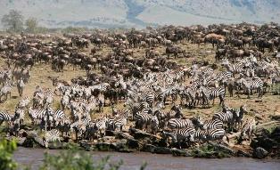 Kenya Wildebeest in Masai Mara