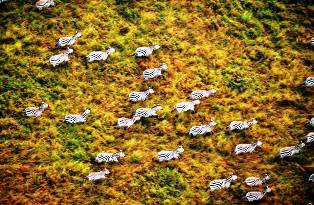 Animals of Masai Mara Game Reserve in Kenya