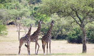 Tanzania Game Viewing