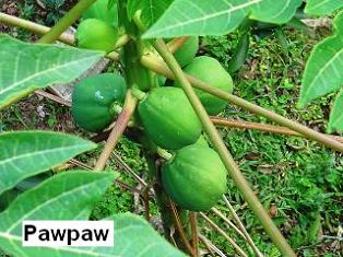 How to make Tanzania Green Pawpaw Soup Recipe.