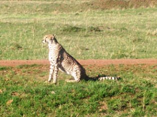 cheetahs of Masai Mara