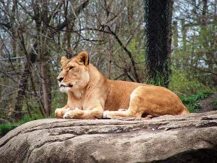 Simba the lion, king of african jungle