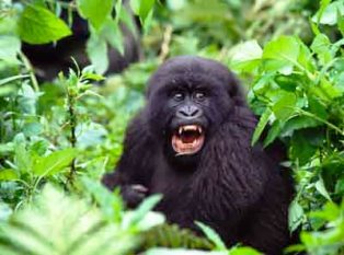 the gorillas at Volcanoes Bwindi