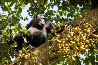 chimps safaris in Uganda