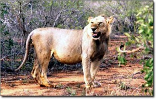 maneless lion of Tsavo national park in kenya