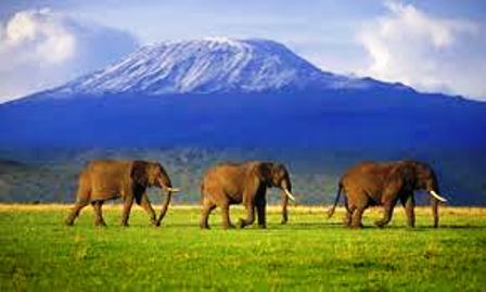 elephants of amboseli national park