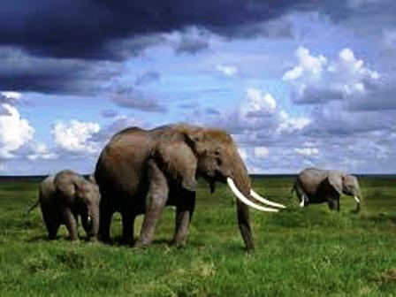 Big Elephants the Major Attractions of Amboseli Game Park