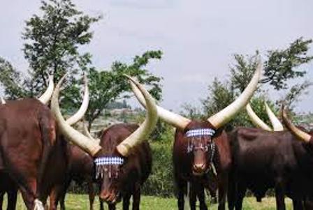 The cattle of the bahororo in uganda
