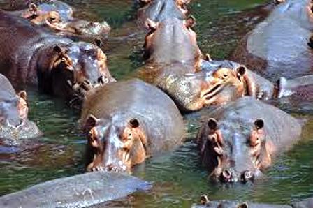 Hippos in Bisanadi National Reserve