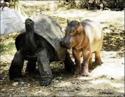 Owen and Mzee at Haller Wildlife Park in Mombasa Kenya