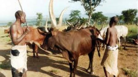 The traditional hima attending their cattle