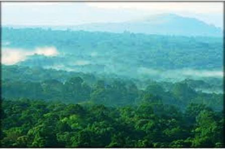 Kakamega Forest National Reserve