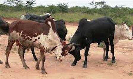 live stock of the turkana