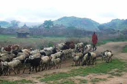 Karamojong, life revolving around cattle