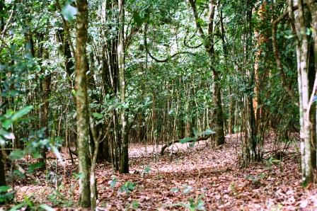 Karura Forest Reserve