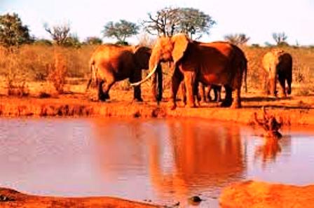 Brown Elephants of Tsavo East National Park in Kenya