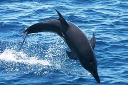 Dolphines in Kisite Mpunguti Marine National Park