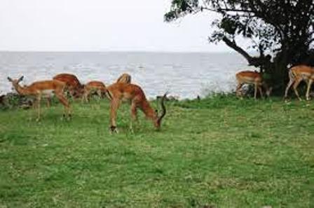 The Impala feeding on the shores of lake victoria