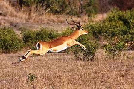 The Impala Running from the Camera