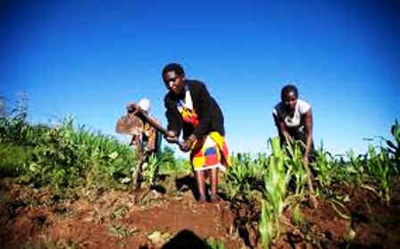 Cash and food Crops in Kuria Community