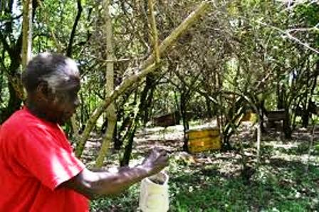 Kuria Traditional Herbalist