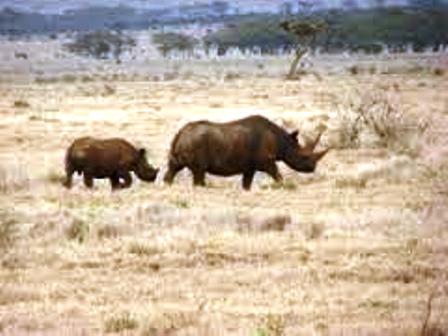 Laikipia Game Reserve