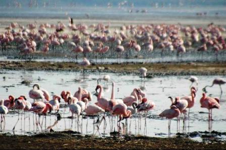 Flamingos in Lake Nakuru National Park