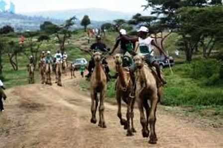 Professional and amateur camel jockeys