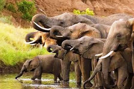 large elephants in marsabit national park