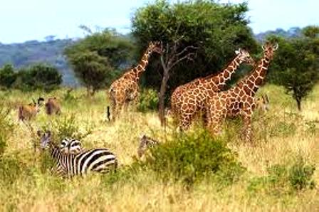 Meru National Park Kenya