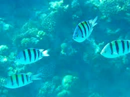 Major Attractions in Mombasa Marine Park