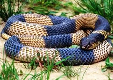 different types of snakes Nairobi Snake Park
