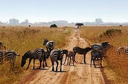 zebras in  Nairobi National Park