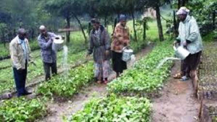 The Nandi People of Kenya Cultivating Crops in Nandiland