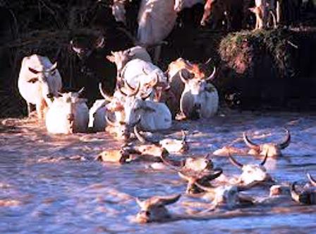 the pokomo pastrolist in kenya