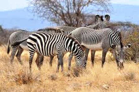 The Zebra Samburu National Reserve in Kenya