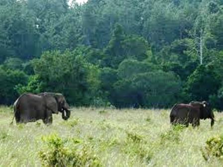 the safari to the elephants in shimba hills game reserve